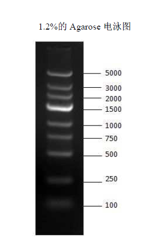 DNA Marker 5000  